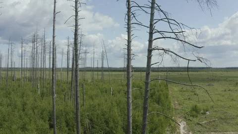 Panorama of a dried pine forest and a new forest growing below Stock Footage 113516037
