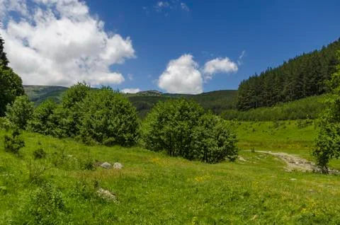 Panorama of ecological path through a  green summer forest Stock Photos
