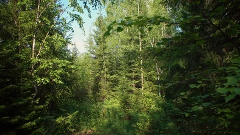 Panorama of the edge of mixed forest with blue sky on a sunny summer day. Stock Footage 121403006