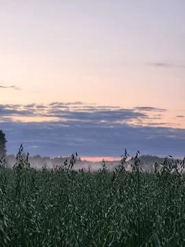 Panorama of an evening cloudy sky over the horizon line Fotos Stock