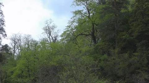 Panorama evening forest Stock-Footage 69774618