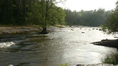 Panorama of fast water stream in forest Stock Footage 81018001