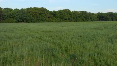 Panorama of field and trees Stock Footage 89902995