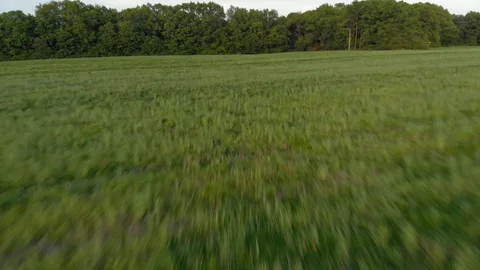 Panorama of field and trees Stock Footage 89903143