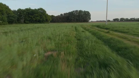 Panorama of field and trees Stock Footage 89903783