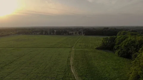 Panorama of field and trees Stock Footage 89904064