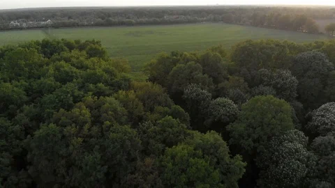 Panorama of field and trees Stock Footage 89904162