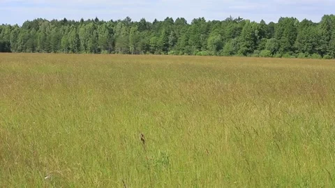 PANORAMA OF THE FIELD IN BELARUS Stock Footage 158126795