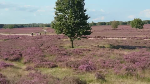 Panorama of a field of blooming heather. Hikers are walking in the distance. Stock Footage 219423053