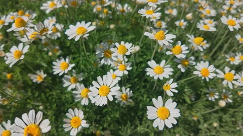 Panorama field of blooming wild chamomile flowers (Matricaria chamomilla) Stock Footage 341291840