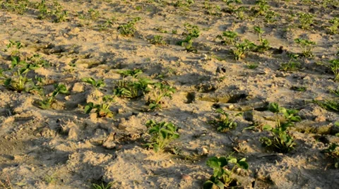 Panorama field of crops Stock-Footage 38650762