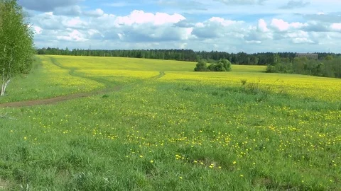 Panorama of the field of dandelions Stock Footage 80005412