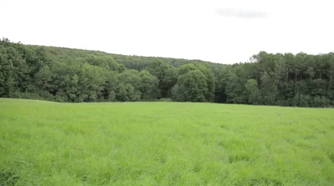 Panorama of the field with forest in the background Stock Footage 47948628