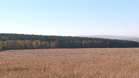 Panorama of the field with ripe wheat Stock Footage 81539357