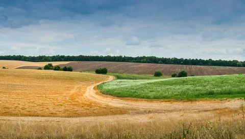 Panorama of fields with border between yellow and green field like summer and Stock Photos
