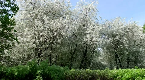 Panorama of flowering trees Vidéo 65225868