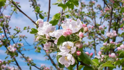 Panorama of flowers of the Apple-tree Stock Footage 88430746