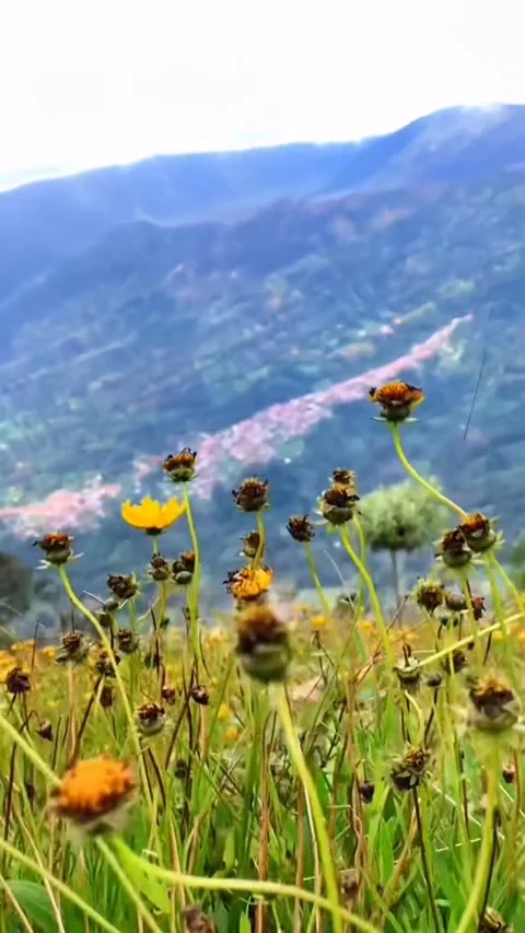 Panorama Stock Footage 194452309