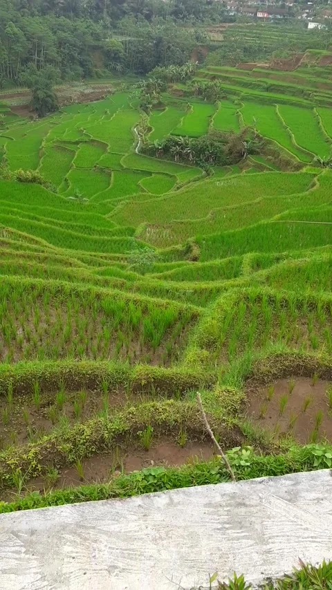 Panorama Stock Footage 217981815