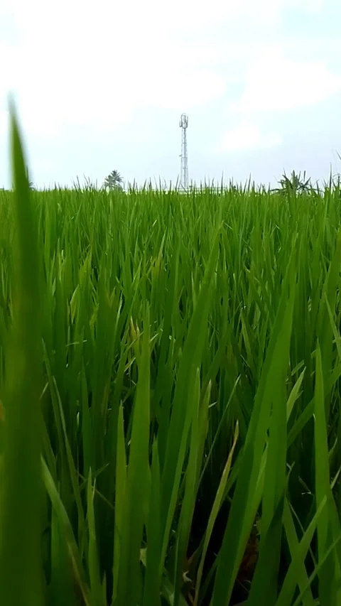 Panorama 動画素材 235573855