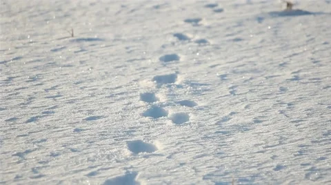 Panorama of footsteps in snow Video stock 45864708