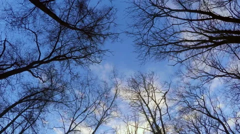 Panorama In The Forest 3 Stock Footage 56945595