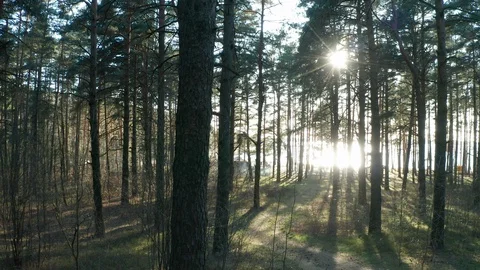 Panorama of the forest on the background of people walking along the shore Stock Footage 128577665