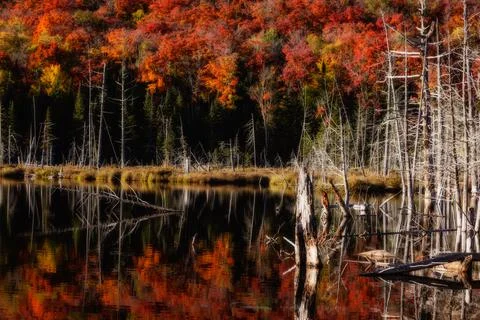 Panorama of a forest in Canada Stock Photos