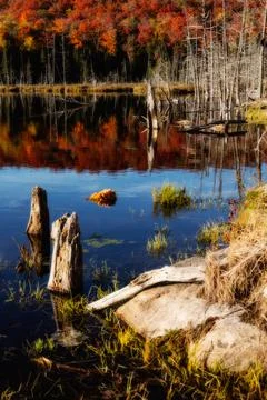 Panorama of a forest in Canada Stock Photos