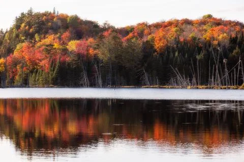 Panorama of a forest in Canada Stock Photos