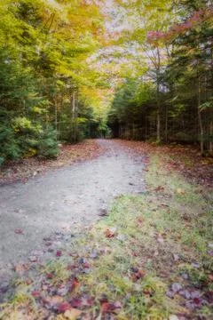 Panorama of a forest in Canada Stock Photos