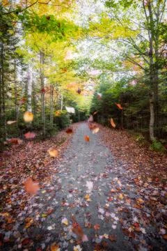 Panorama of a forest in Canada Stock Photos