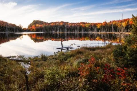 Panorama of a forest in Canada Stock Photos