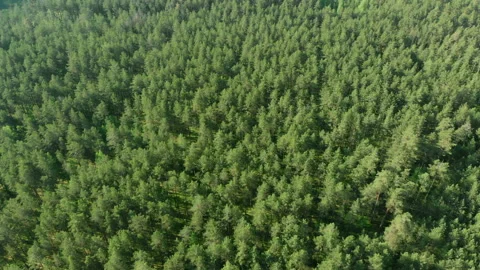 Panorama of the forest, flight on a drone Stock Footage 132720272