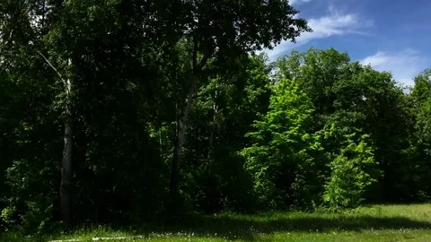 Panorama of the forest Stock Footage 78783341
