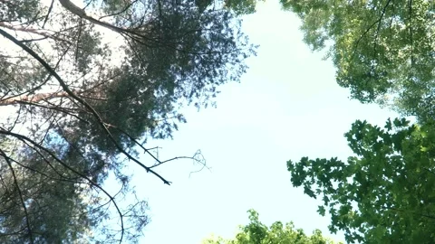 Panorama in the forest Stock-Footage 108349699