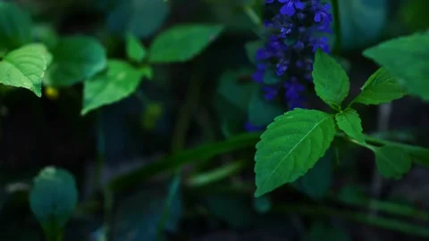 Panorama in the forest Stock-Footage 108349716