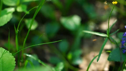 Panorama in the forest Stock-Footage 108349719