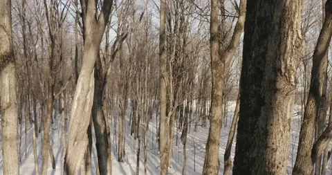 Panorama in the forest Video stock 151550279