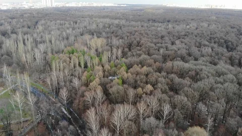 Panorama from the forest to the horizon 動画素材 119729683