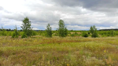 Panorama of the forest landscape Stock Footage 91943077