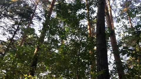 Panorama of the forest in motion, bottom-up view Stock Footage 140893831