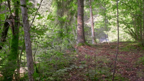 Panorama of the forest in spring and summer. Video stock 250796217
