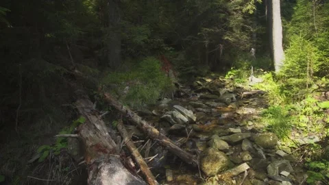 Panorama with a forest stream in a coniferous forest Stock-Footage 145881938