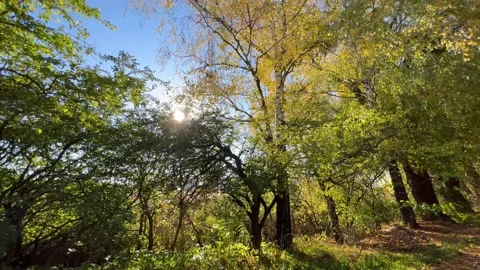 Panorama Forest Sunny Day Stock Footage 219327680