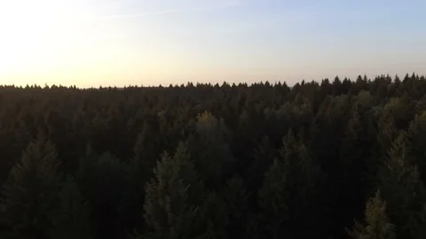 Panorama of the forest sunset Video stock 89262475