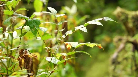 Panorama of forest thickets Stock Footage 123465615