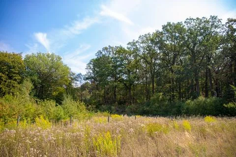 Panorama of a forest with a tree in the foreground Stock Photos