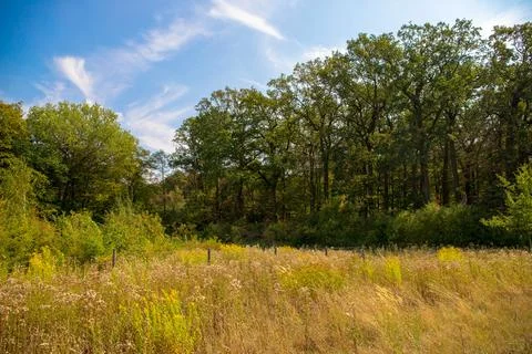 Panorama of a forest with a tree in the foreground Stock Photos