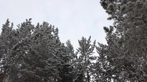 Panorama of forest trees under snow, winter, cold, taiga, Siberia, calm weather Stock Footage 128979354